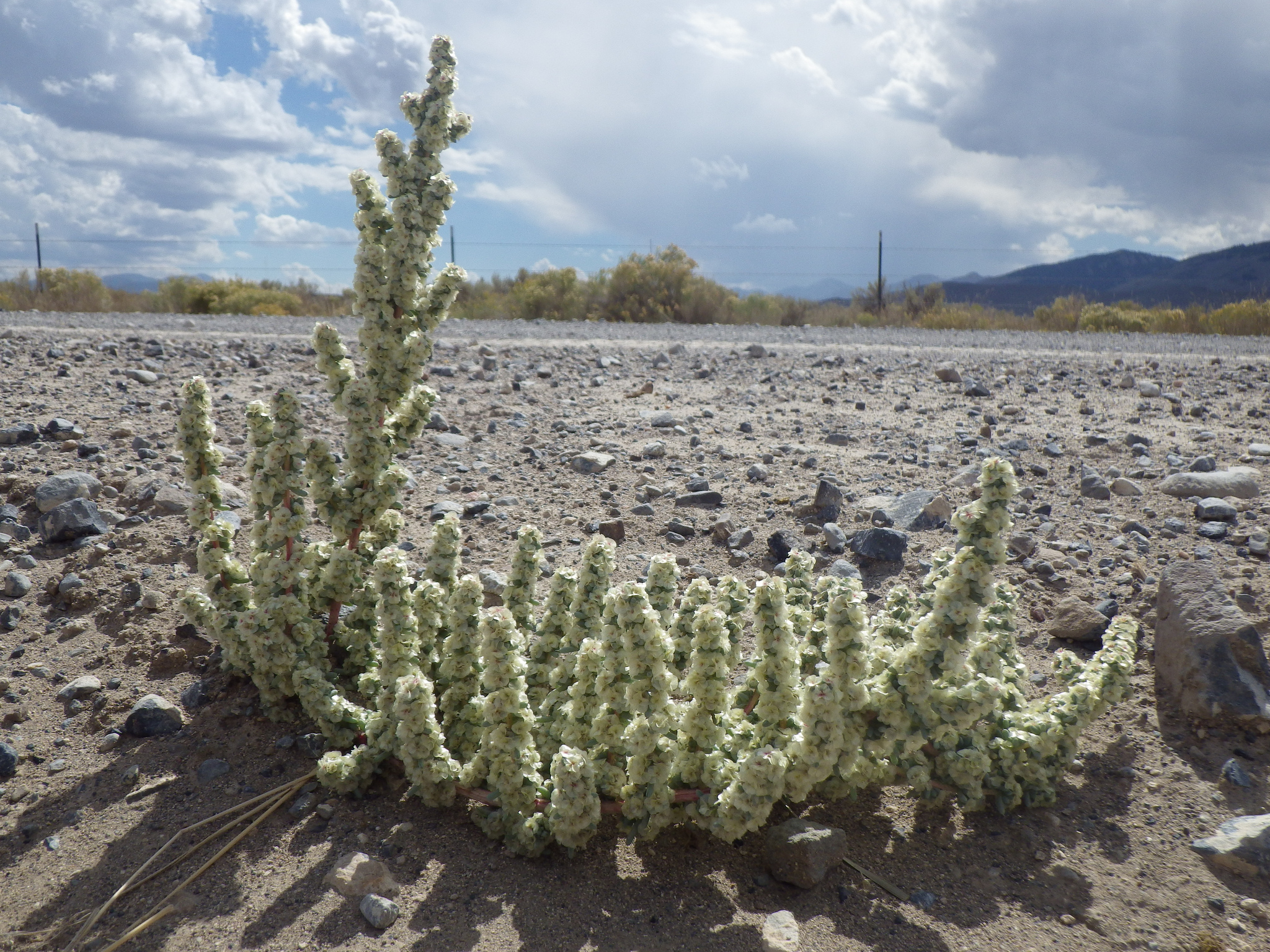 Halogeton growing on an open wasteland