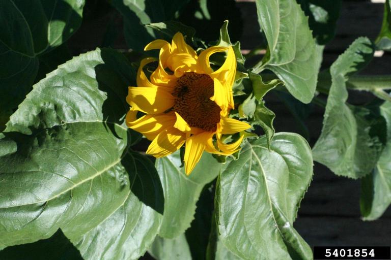 Flower with bright yellow rays and very large disk