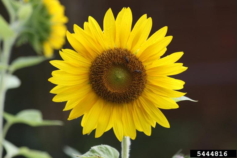 This specimen has smaller petals than the previous one, but likewise has a large disk, which is providing bee forage