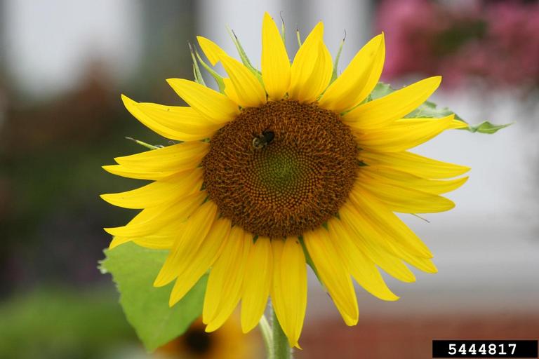 A bee feeding on the disk flowers of a blossom. Rays are bright yellow, and bracts are just visible between them.