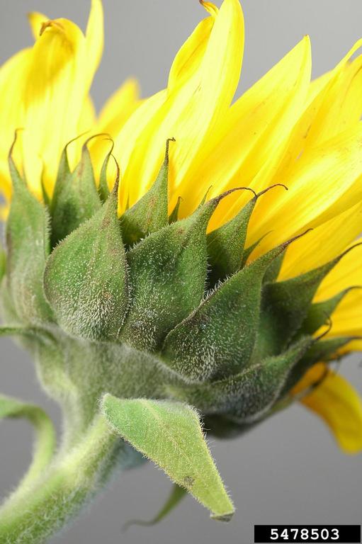 Green, fuzzy bracts arranged in an involucre beneath the yellow petals of the flower