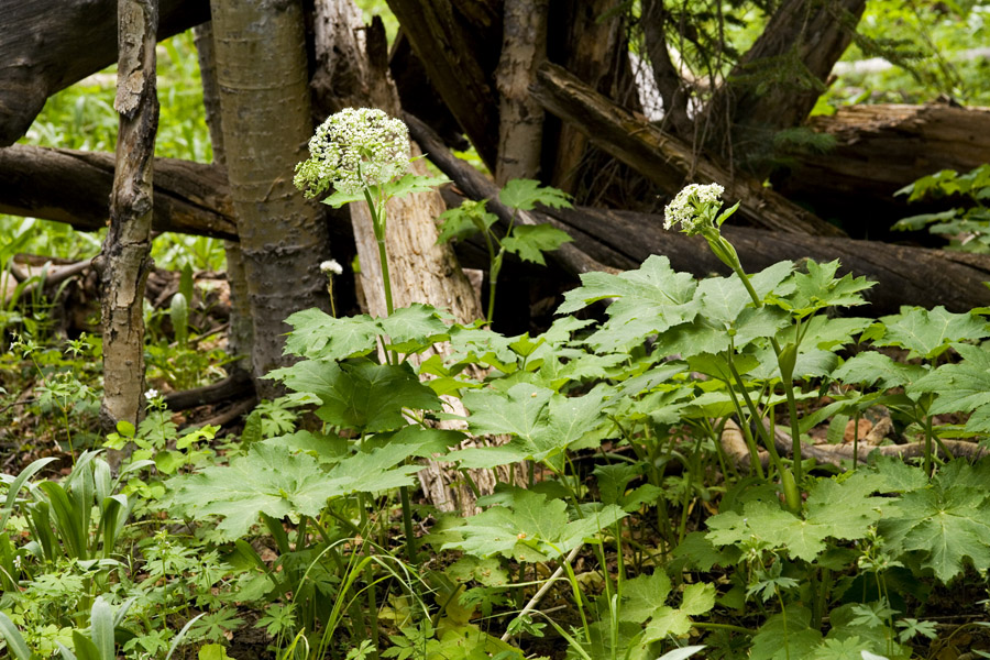 Growth habit showing leaves and stalk with inflorescence