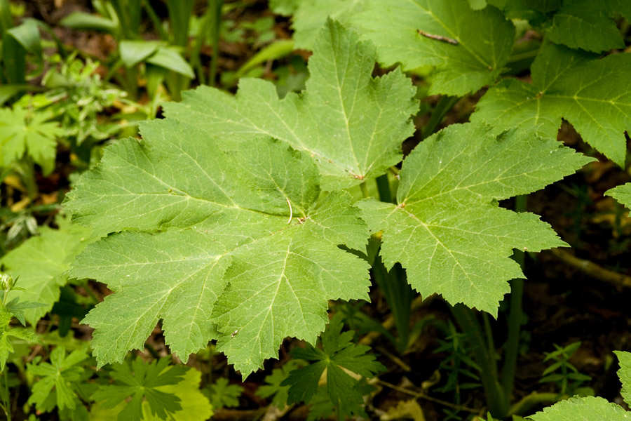 Lobed leaflet shape