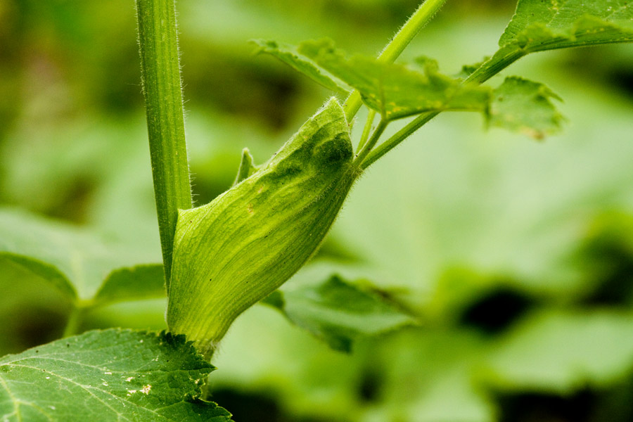 Fleshy leaf sheaths next to the stems are characteristic of this plant family