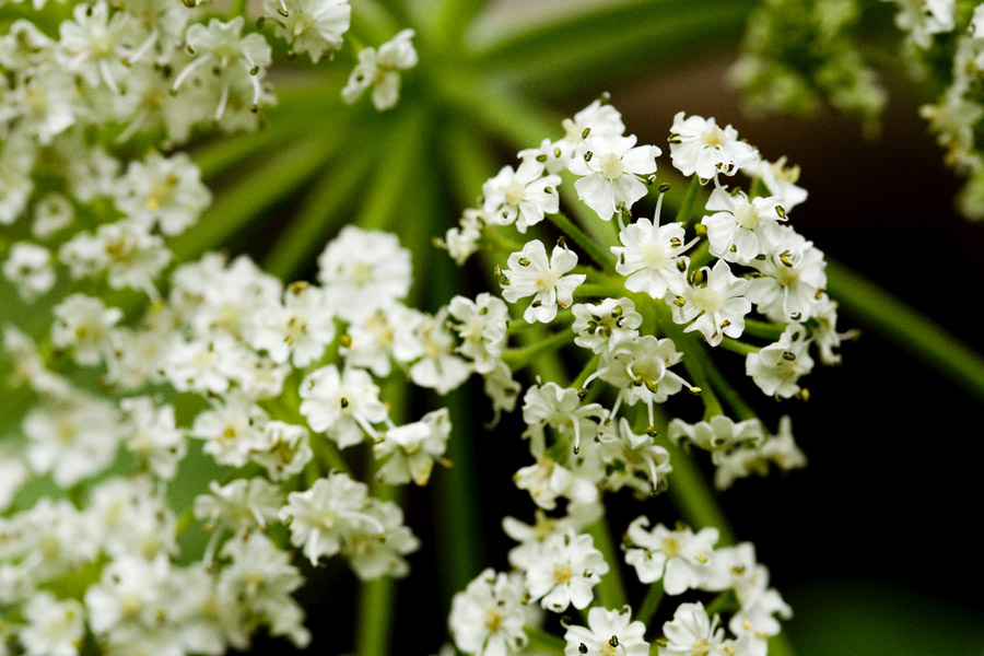 Tiny white flowers in a dense cluster called an umbel