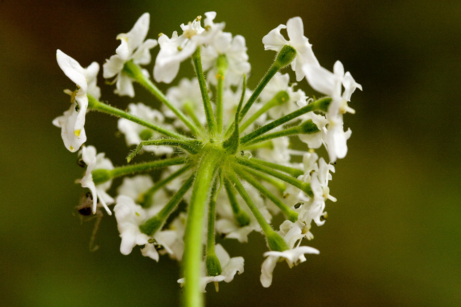 The underside of the flower umbel, which shows the numerous flower stems and the structure of the umbel