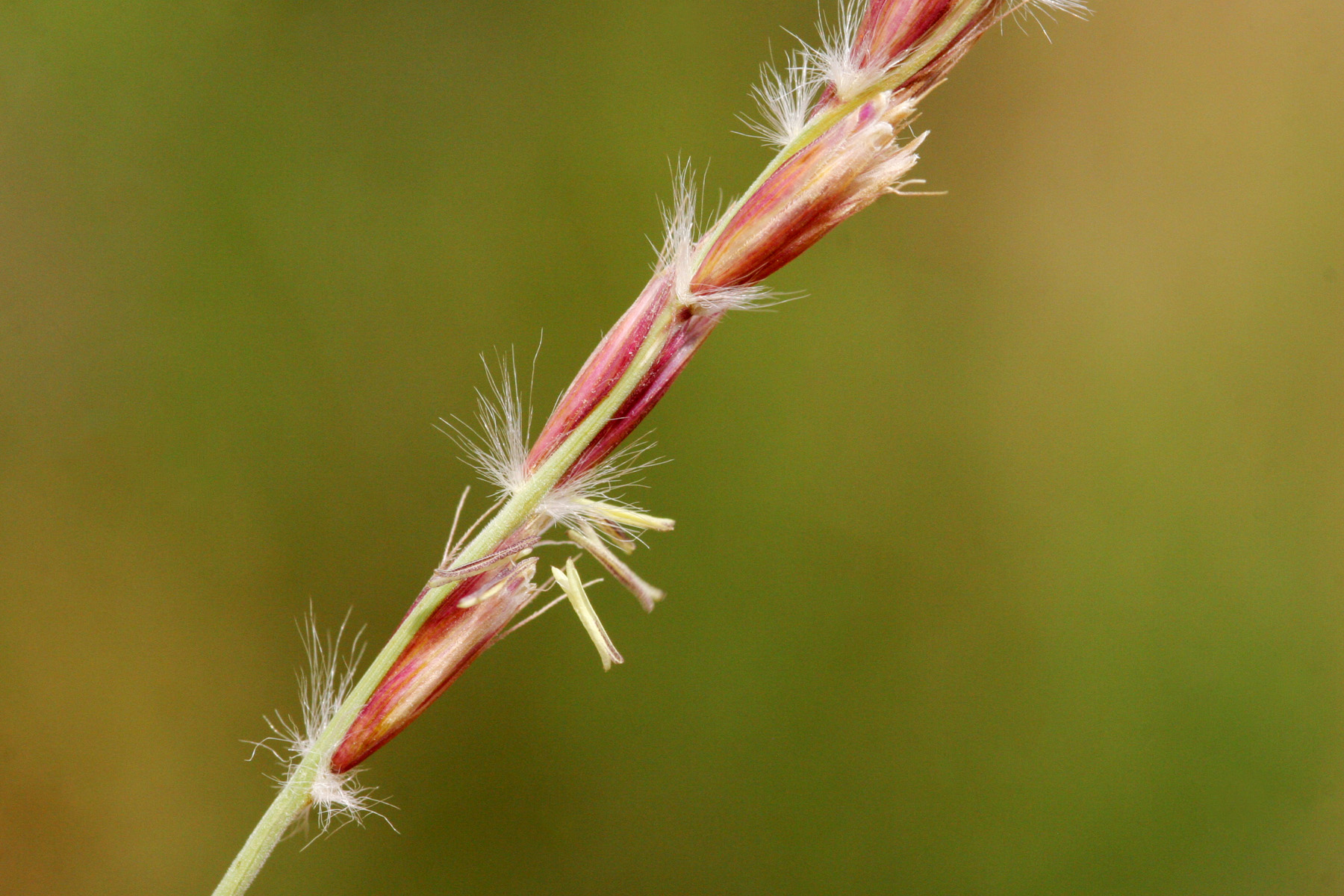Red spikelet
