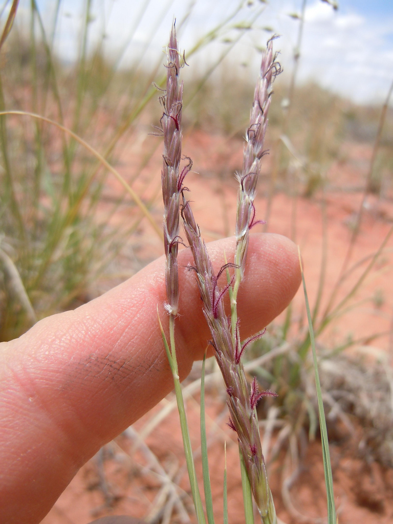 Purplish inflorescence and open, dry habitat