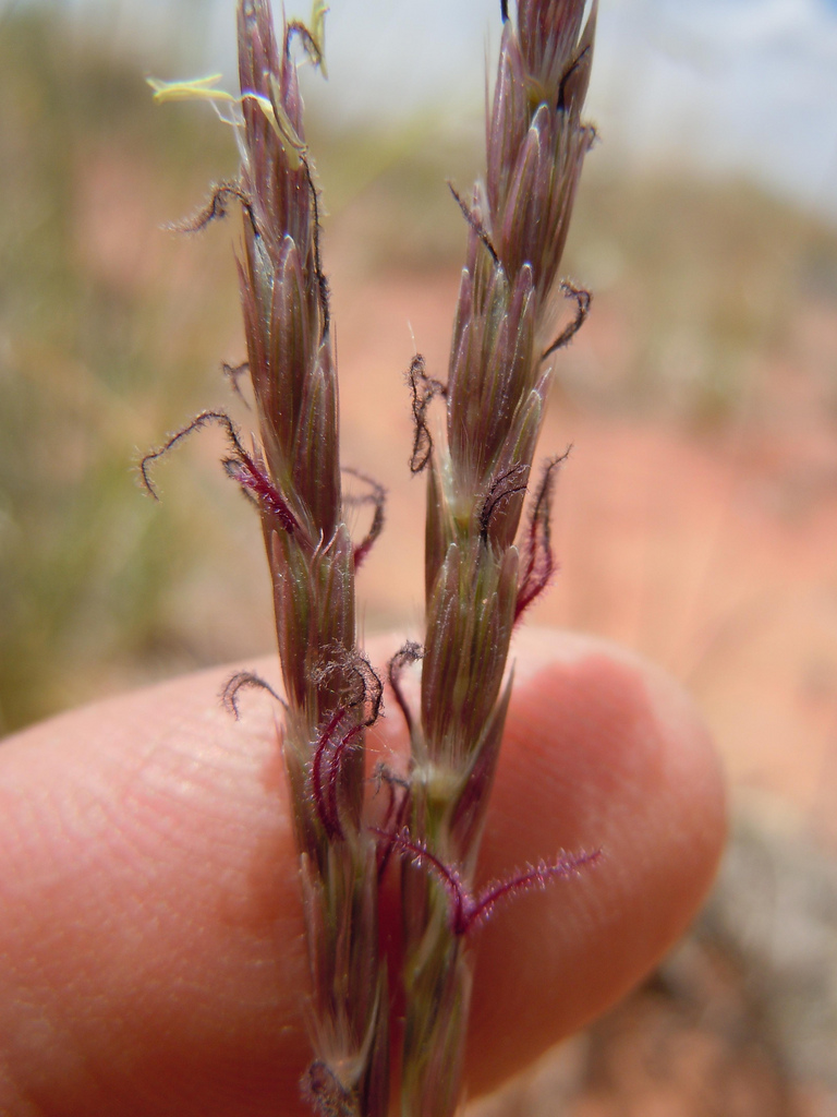 Purplish inflorescence