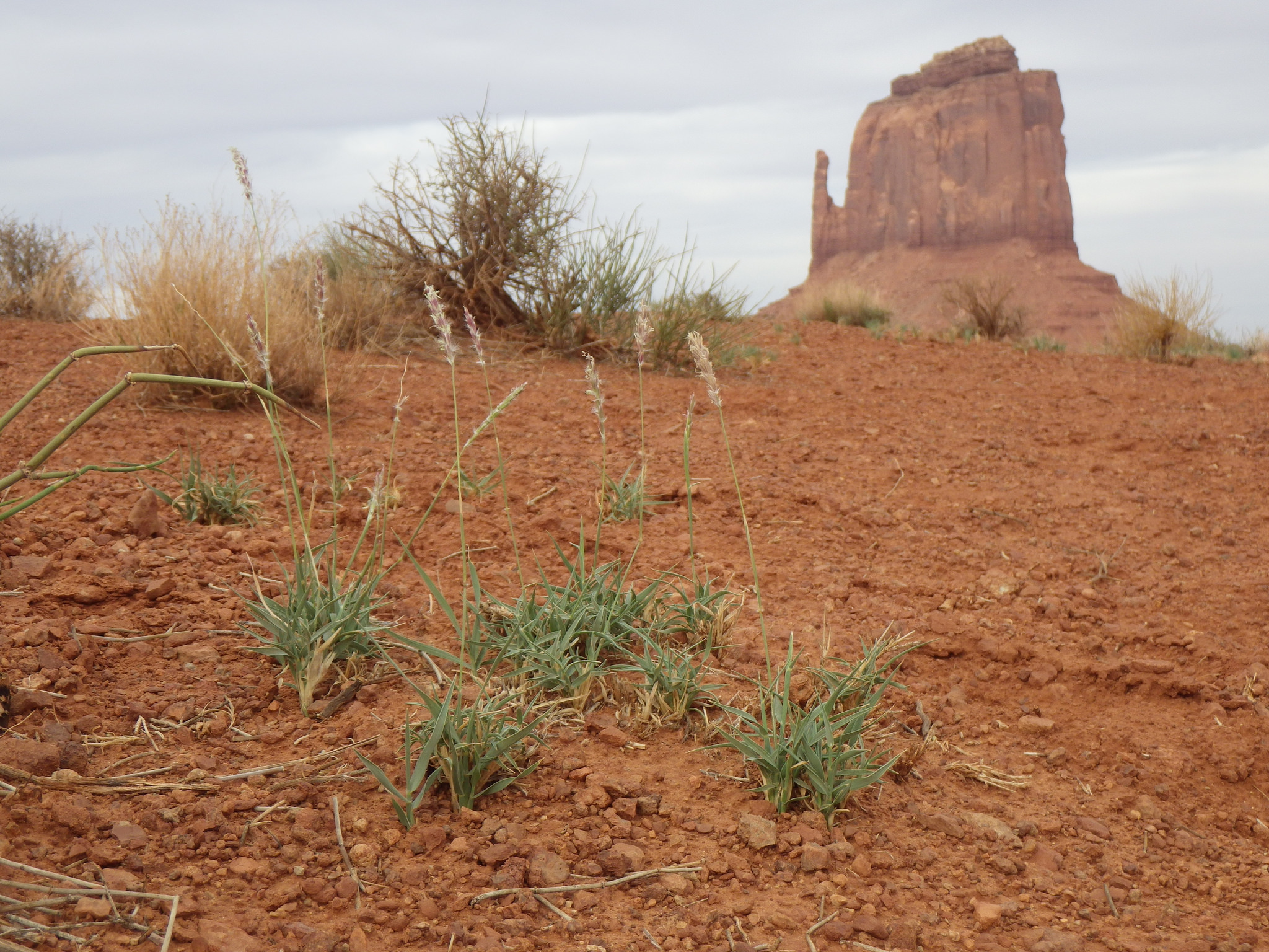 Growth habit in rocky, dry habitat