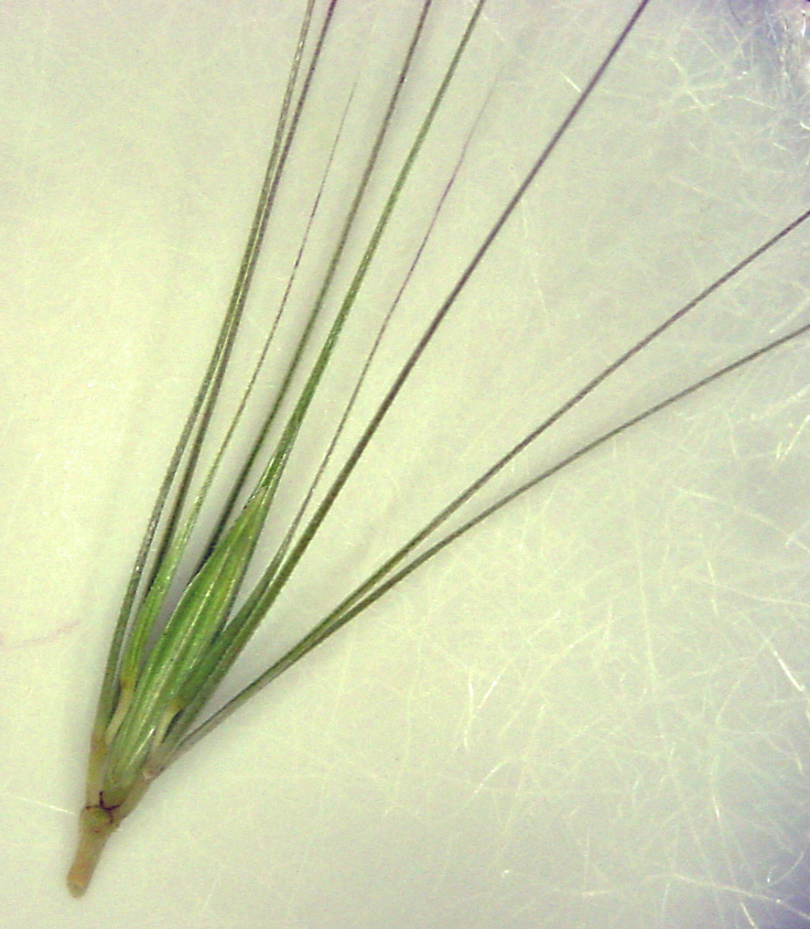 Three spikelets and their long awns