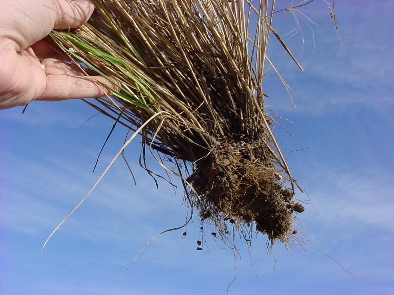 Clumping root system