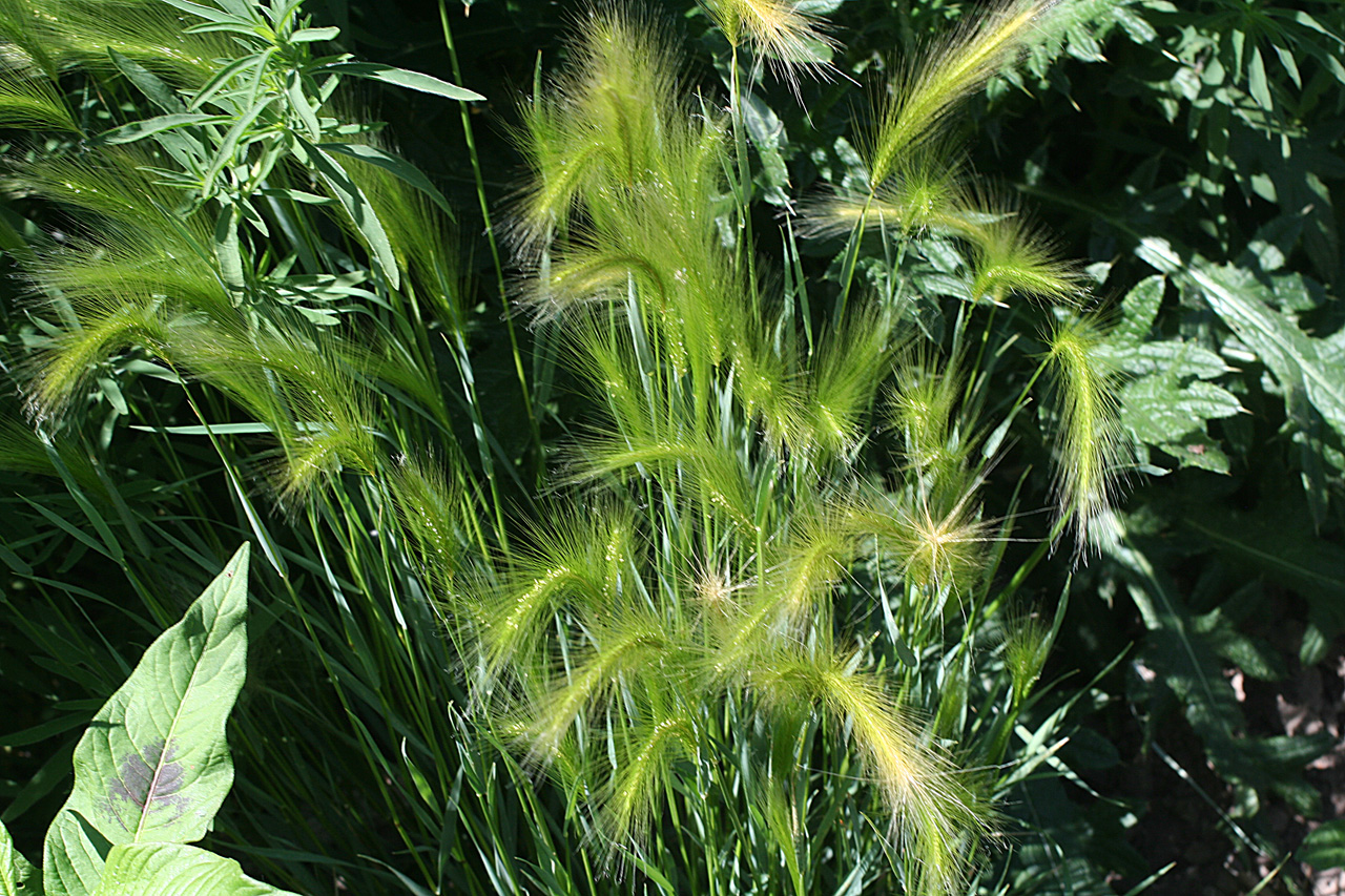 Tufty growth habit with numerous greenish-yellow spikes