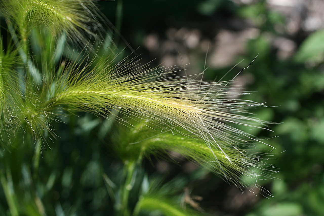 Greenish-yellow spikelet with feathery appearance