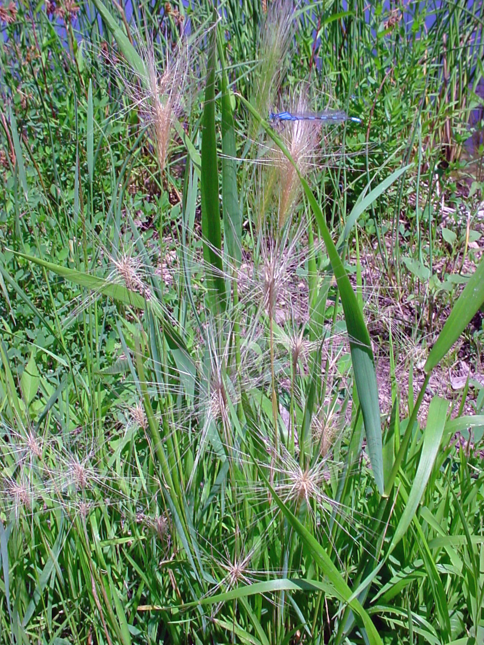 Fully opened spikes with awns giving them a brushy appearance