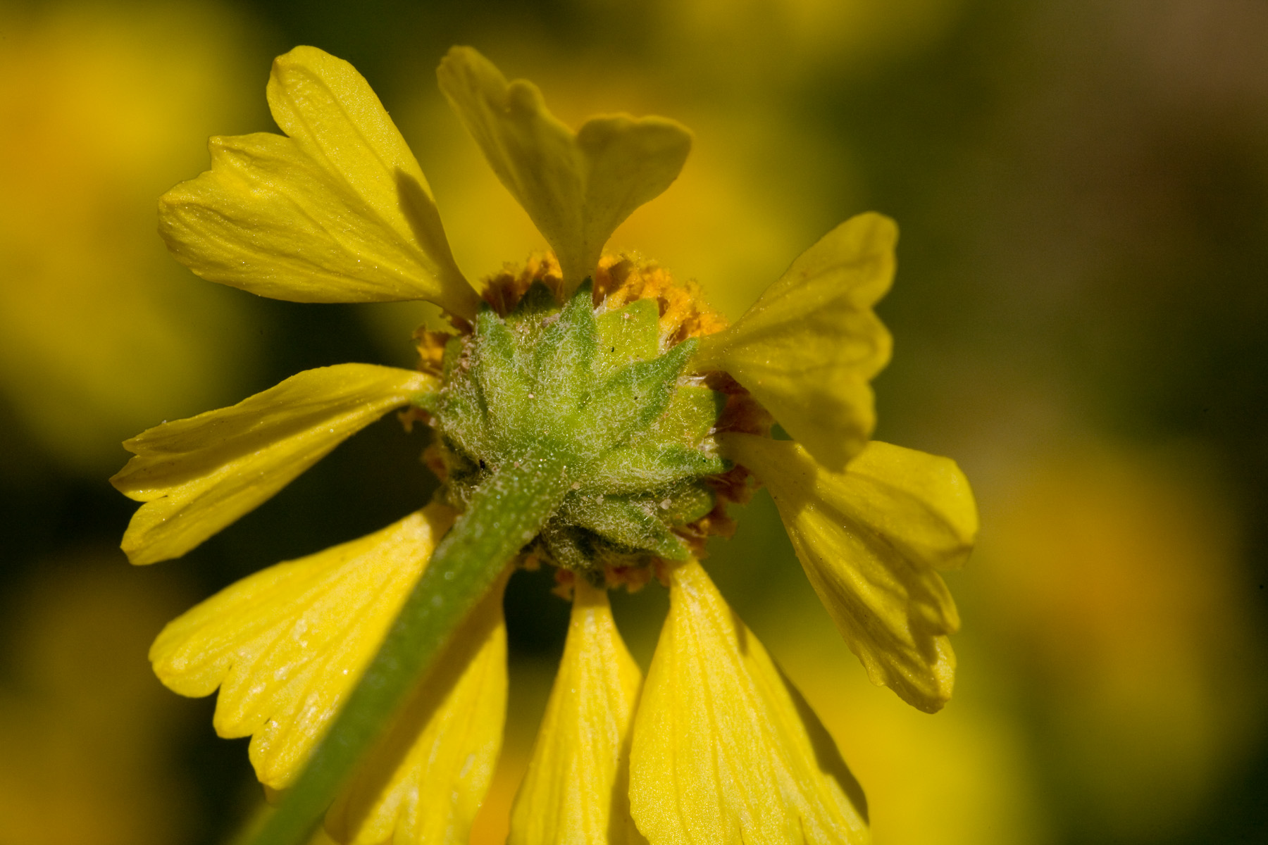 Underside of flower showing green involucre and trilobate petals