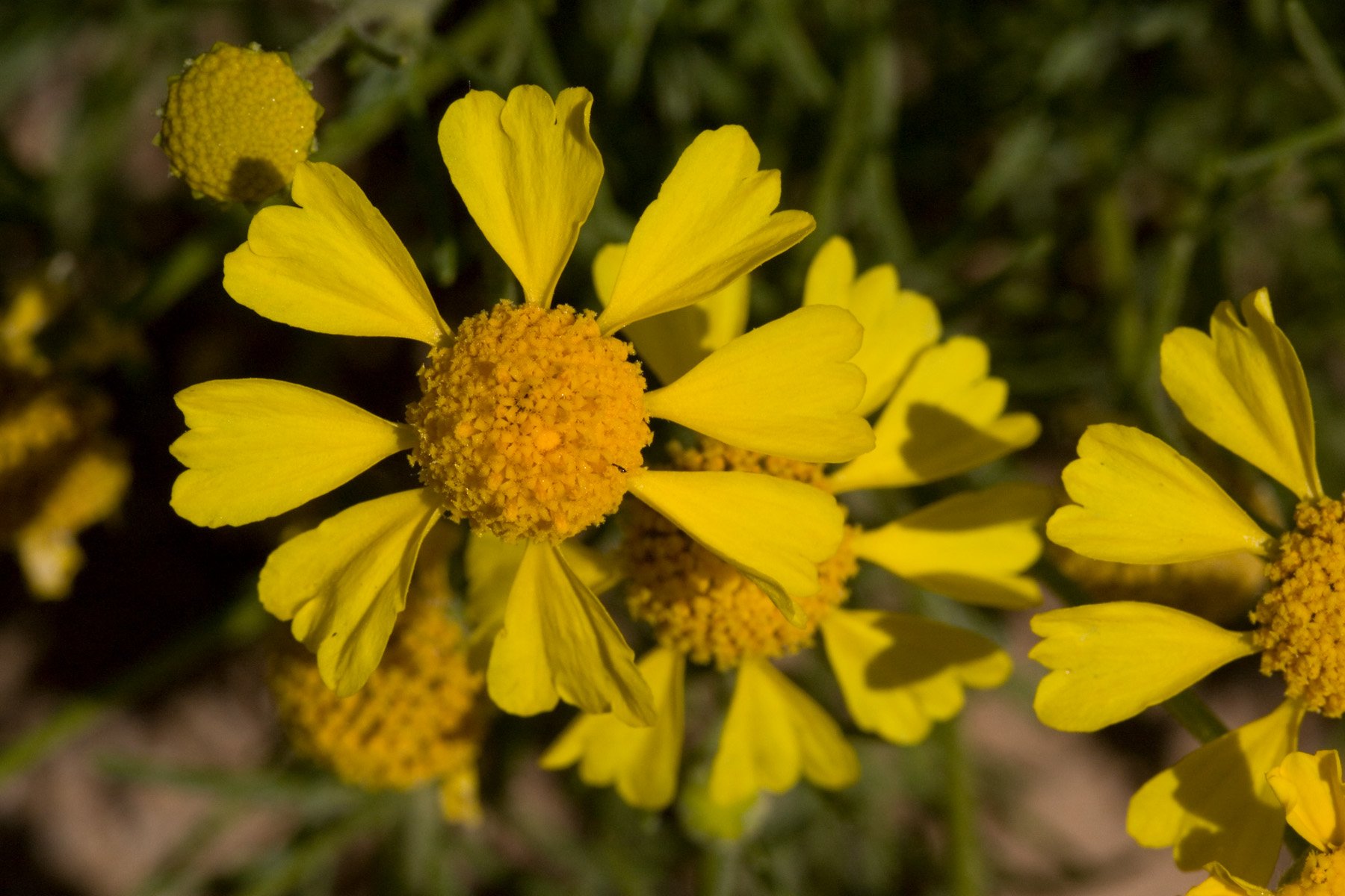 Yellow rays and brighter yellow disks