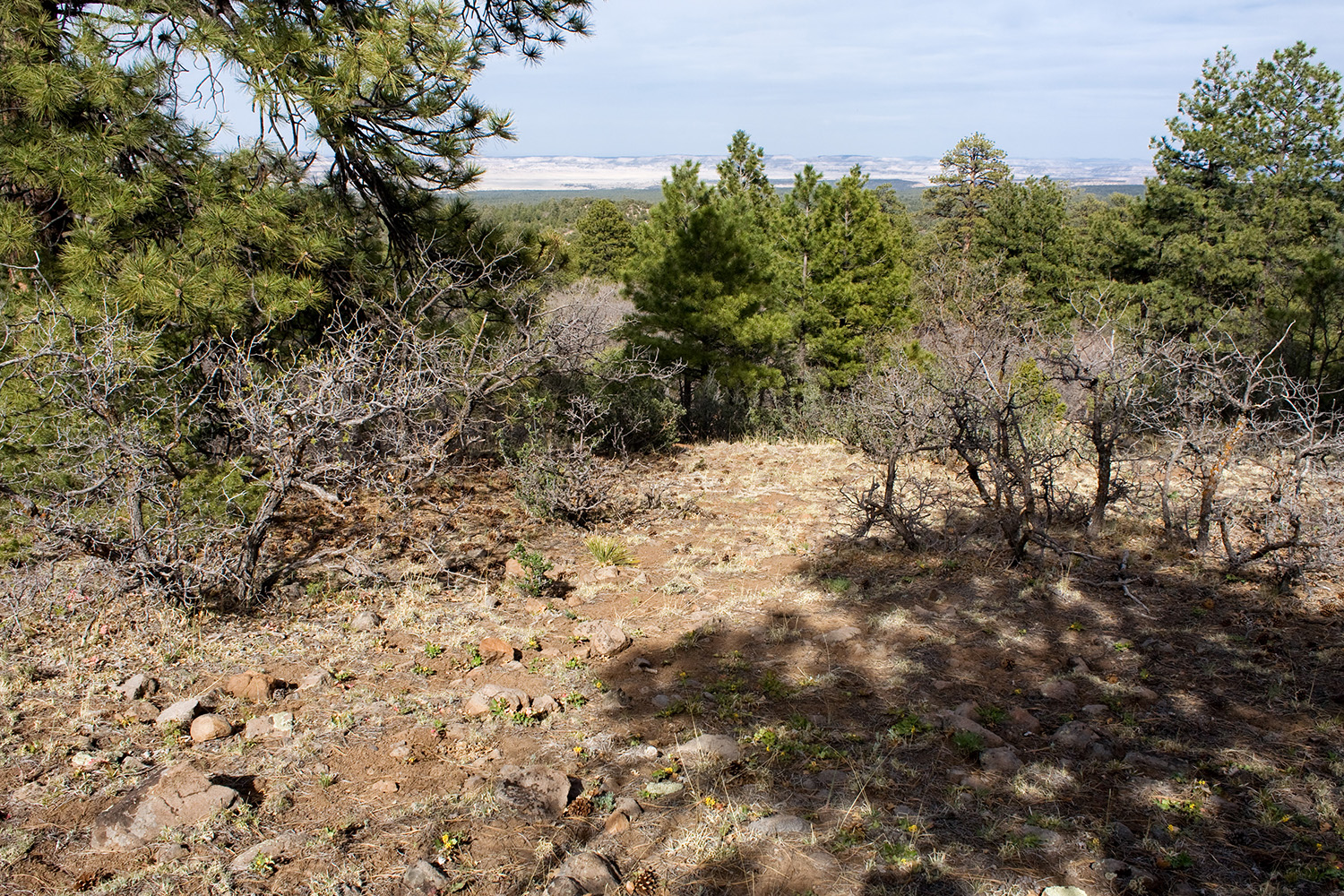 Woody, brushy growth habit clearly visible in the absence of foliage and flowers