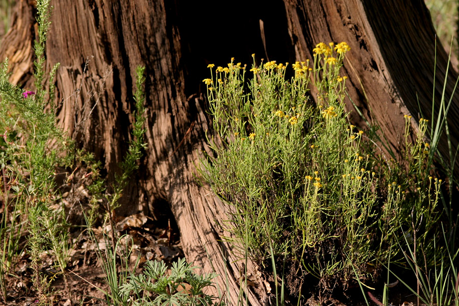 Example of a small plant with woody lower stems and upright new stems adorned with yellow flowers. Foliage is highly dissected.