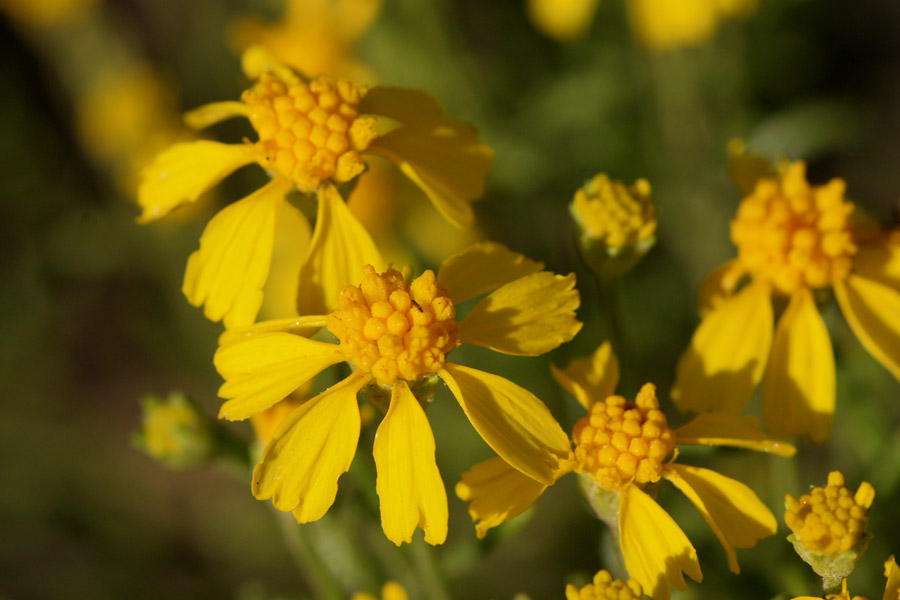 Close-up of yellow flowers with spaciously arranged ray petals, each with a trilobate tip. Disk flowers are bright yellow.