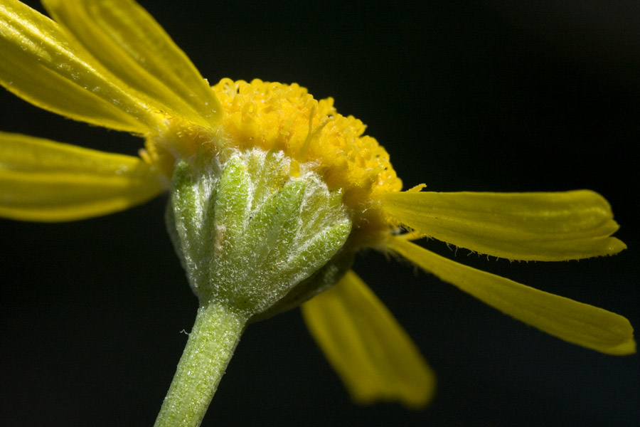 Underside of flower showing typical petal arrangement of Hymenoxys vaseyi.