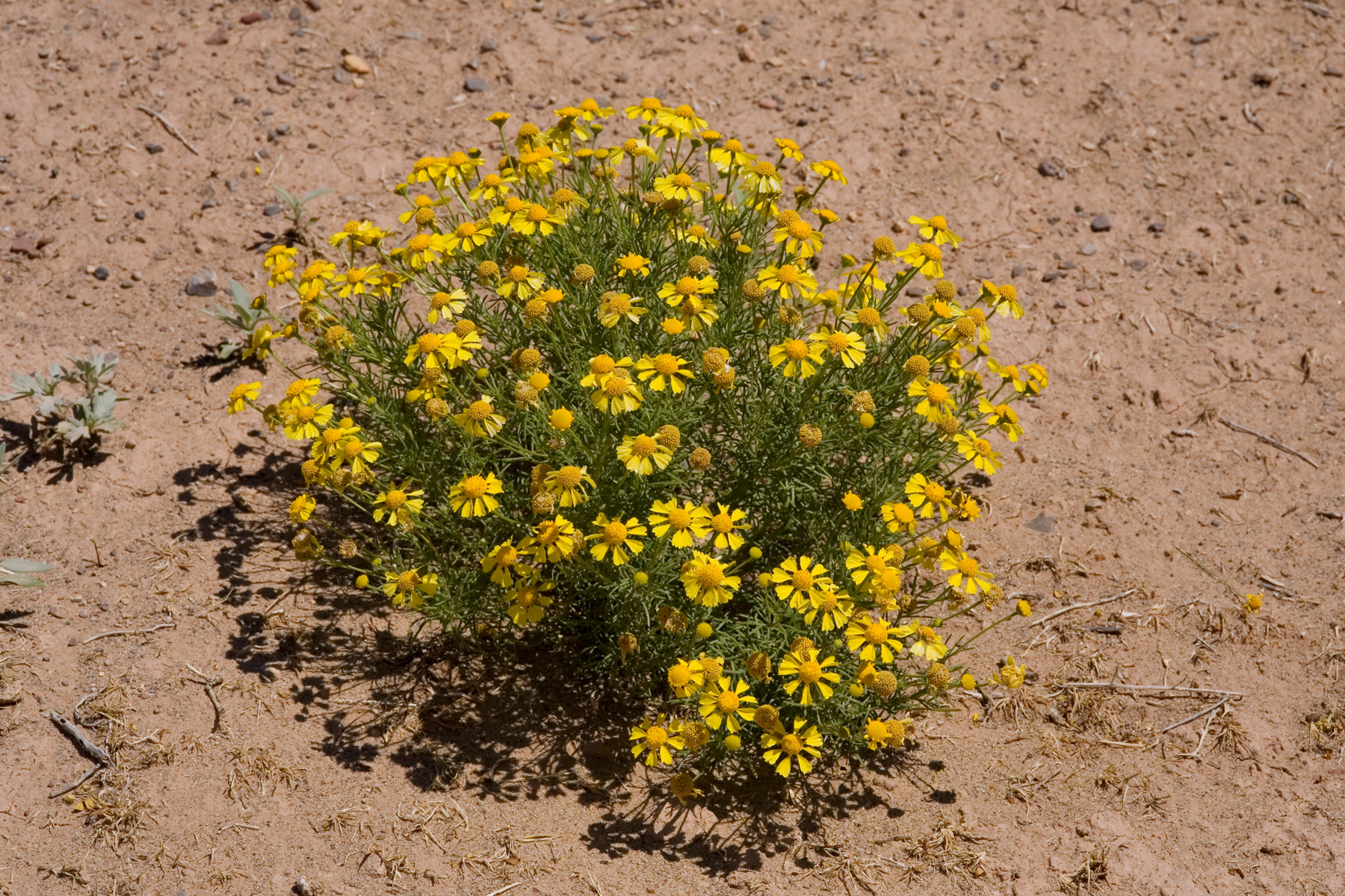 Entire specimen of Hymenoxys odorata showing small, bushy habit and yellow flowers