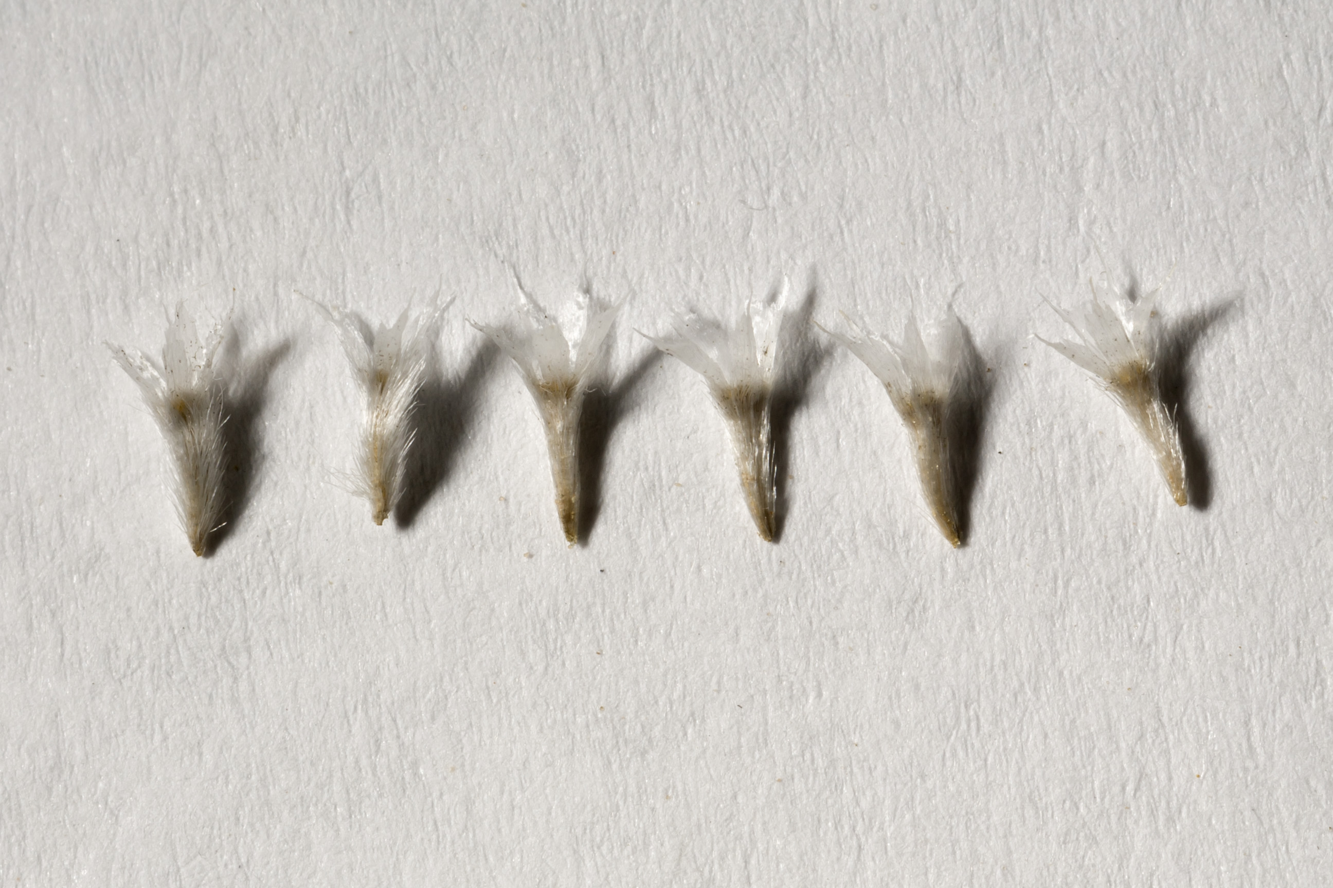 Seeds of Hymenoxys richardsonii showing fuzzy surface and tufted ends