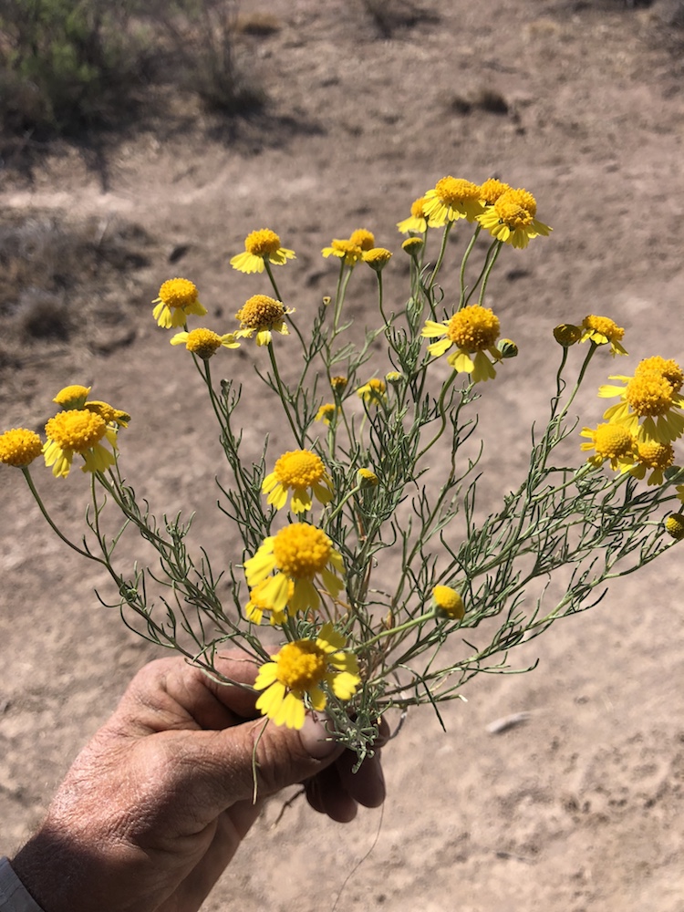 Hand holding the bitter bush pulled from ground showing small yellow flowers and stems.