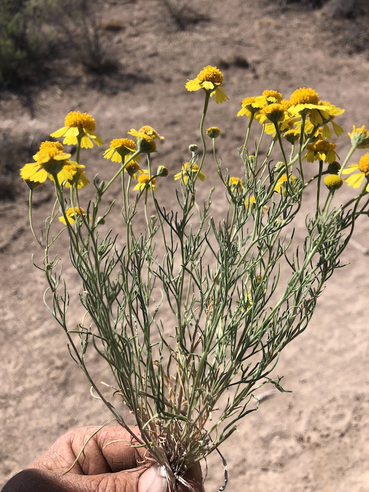 Hand holding the bitterweed pulled from ground showing small, bushy habit and yellow flowers shown at side angle