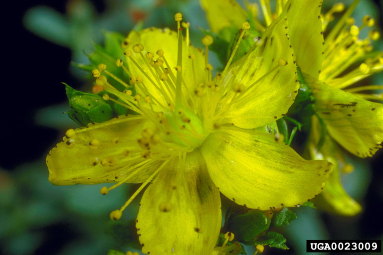 Close-up of yellow flower with five petals and numerous stamens