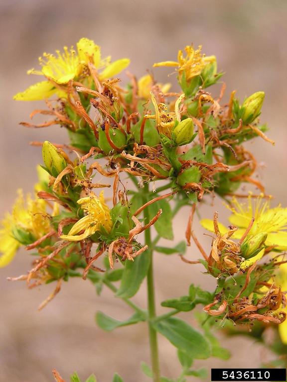 Flower cluster with some flowers past bloom and turning to seed