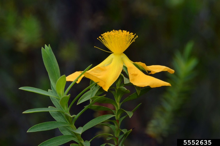 Side view of flower at the end of a leafy stem. Flower's stamens stand upright, and the petals tend downwards