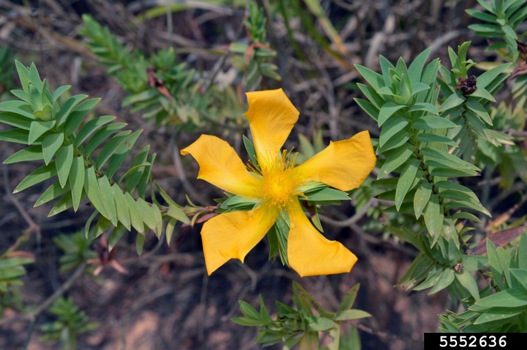 The flower has five widely spaced yellow petals
