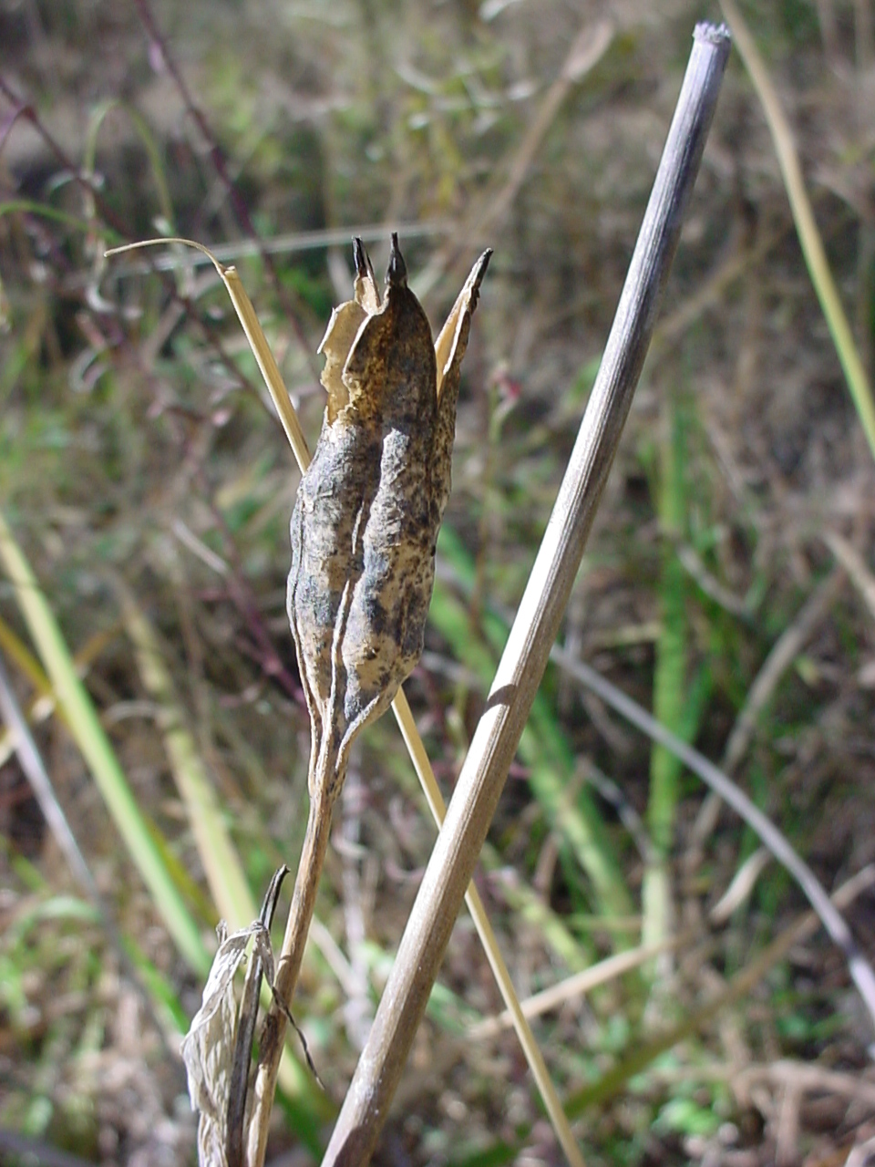 Dried seed pod