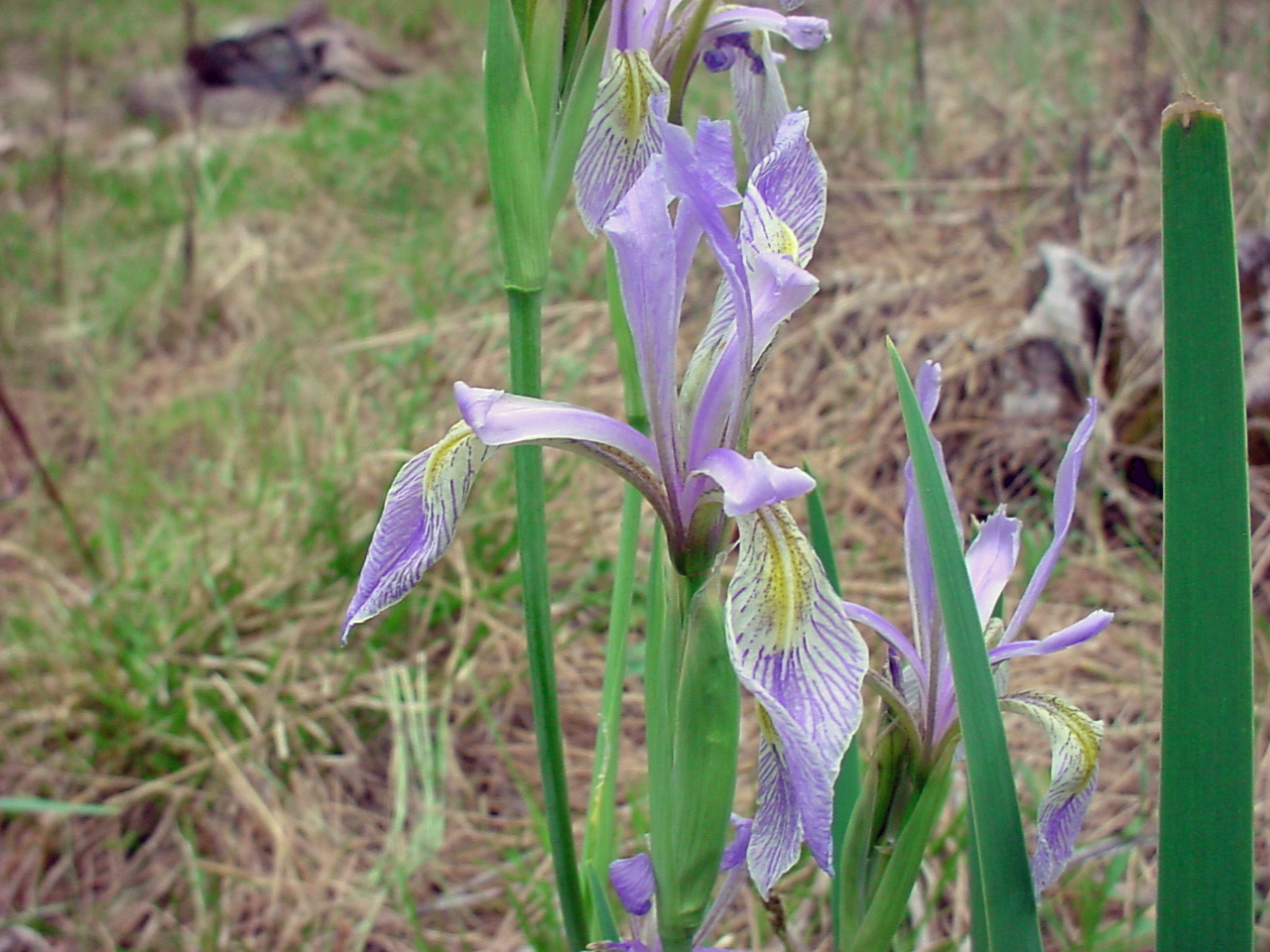 A bloom displaying lavender and yellow coloration next to grasslike leaves.