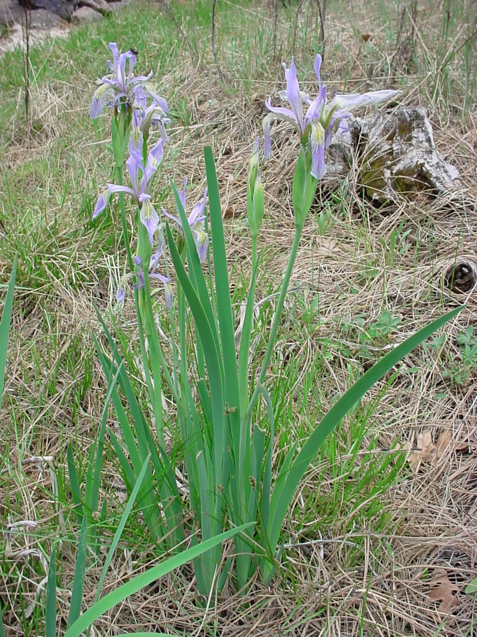 Growth habit in small cluster with bladelike leaves and lavender flowers
