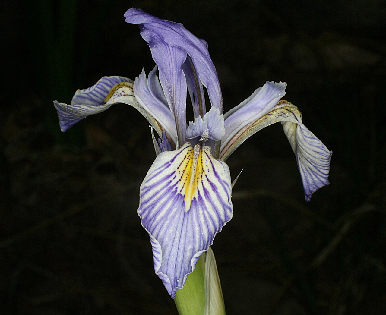 Close-up of flower, showing white and purple veined pattern with yellow toward the center