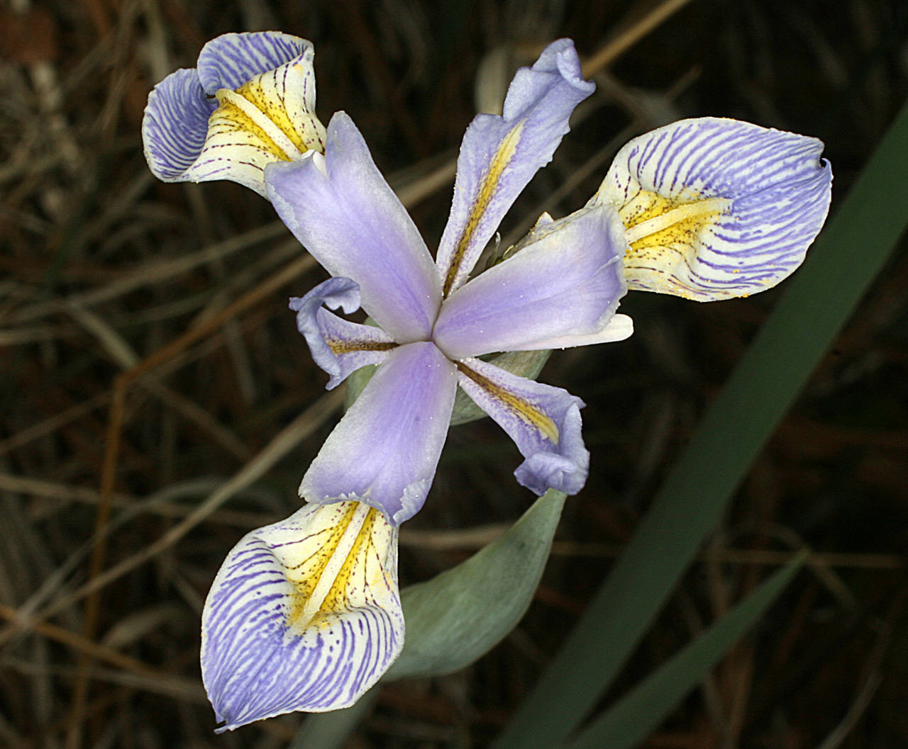 Close-up showing the two types of petals: inner and outer