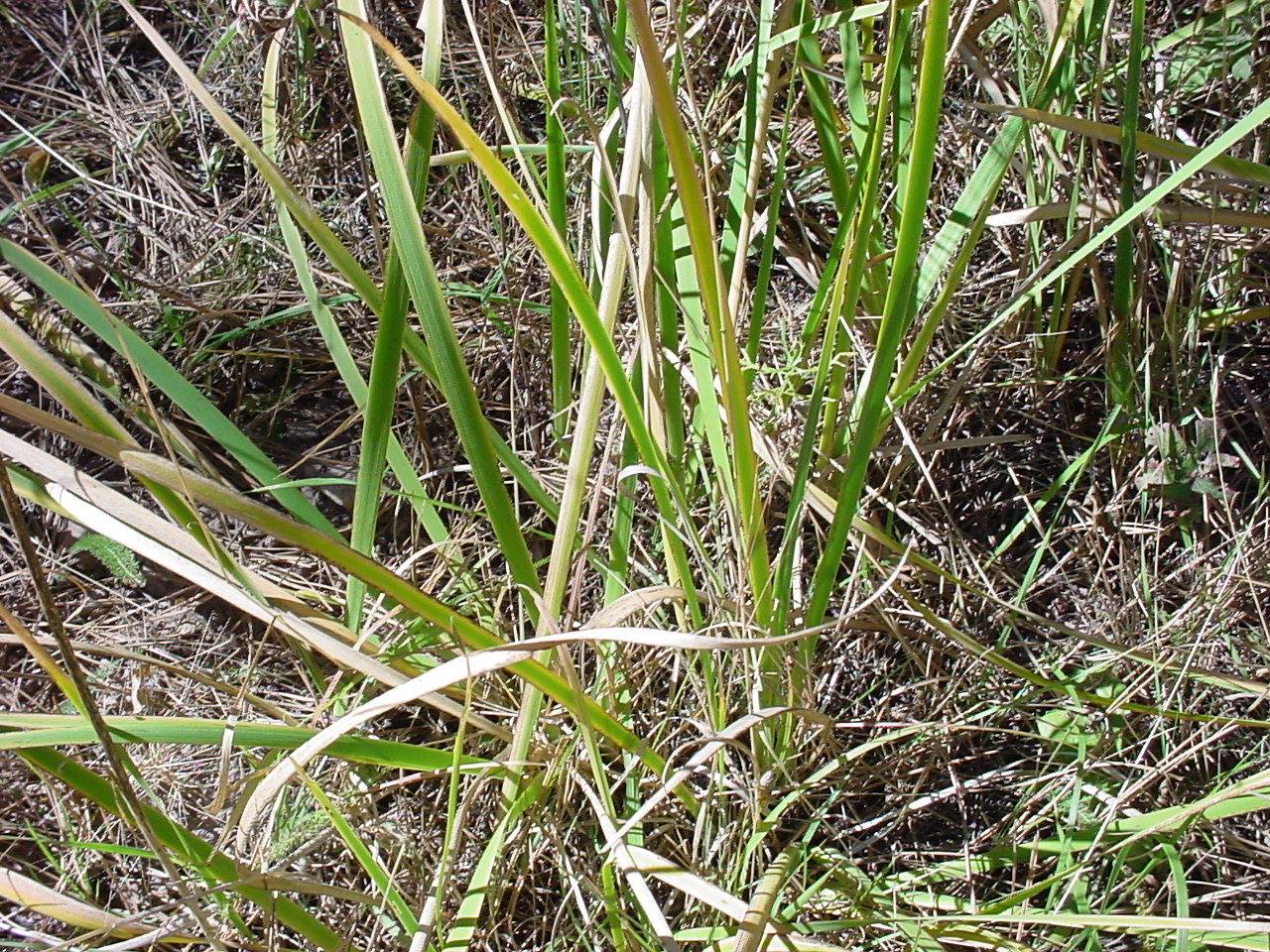 Growth habit showing formation of leaves