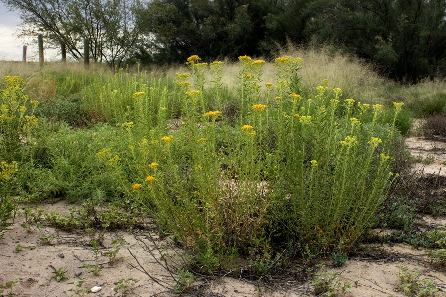 Growth habit with numerous stems topped with flowers