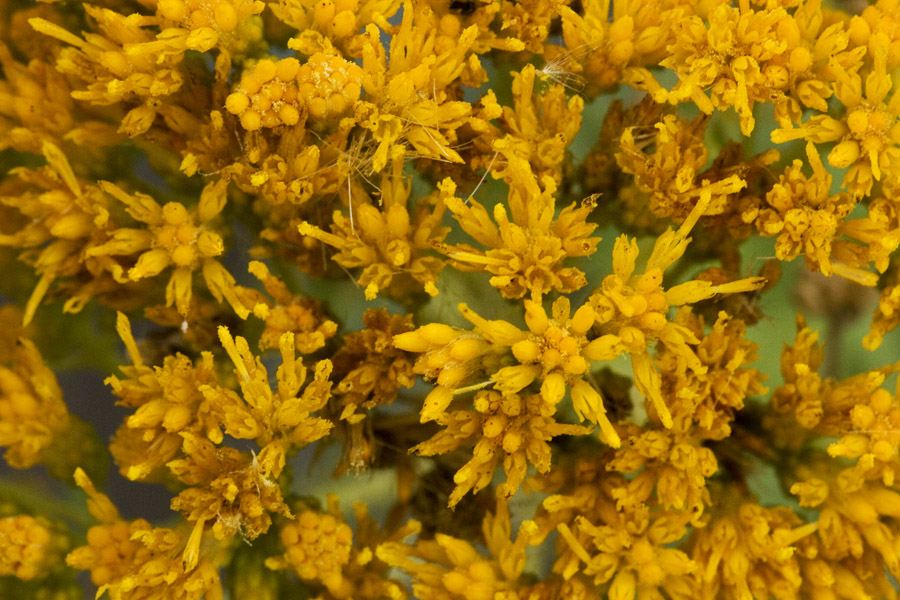 Close-up of bright yellow flowers showing their composite structure