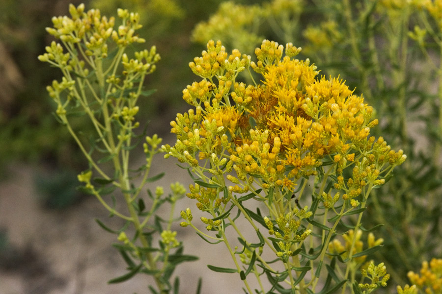 Inflorescence  with clustered flowers