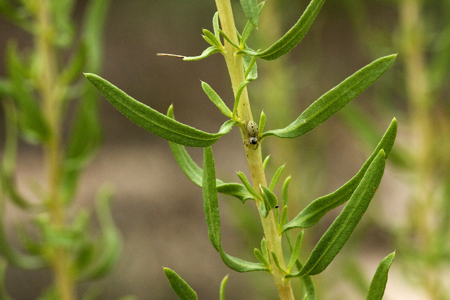 Narrow leaves on stem