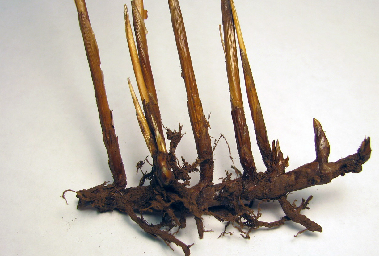 Roots showing connected stems
