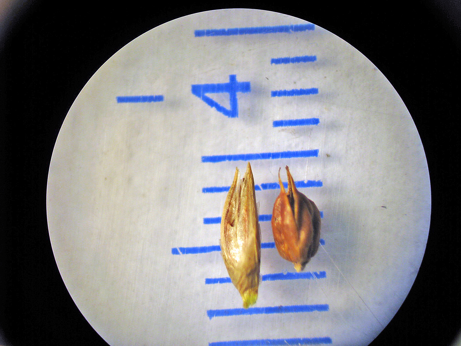 Brown seeds on a ruler for scale