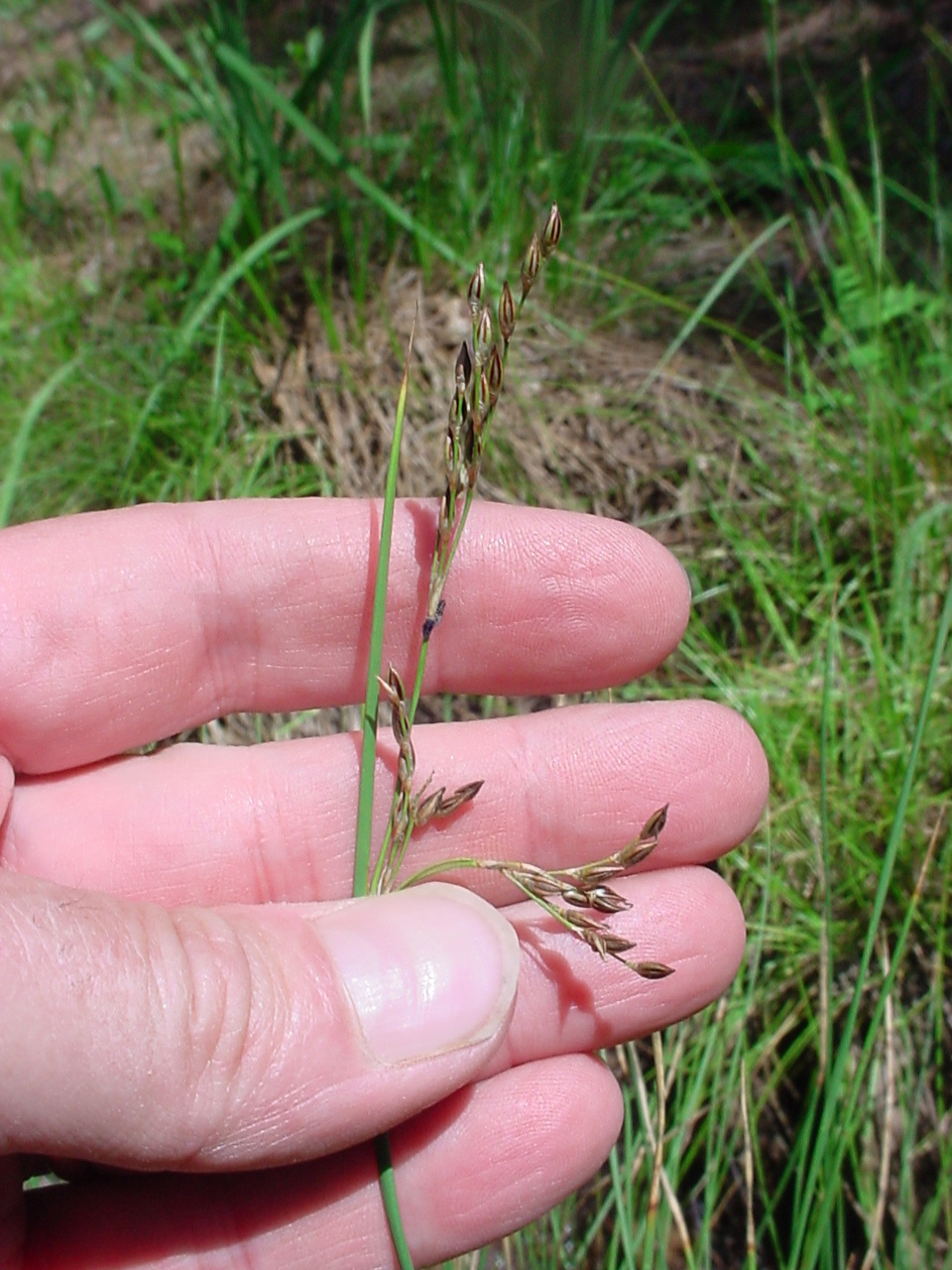 Seedhead