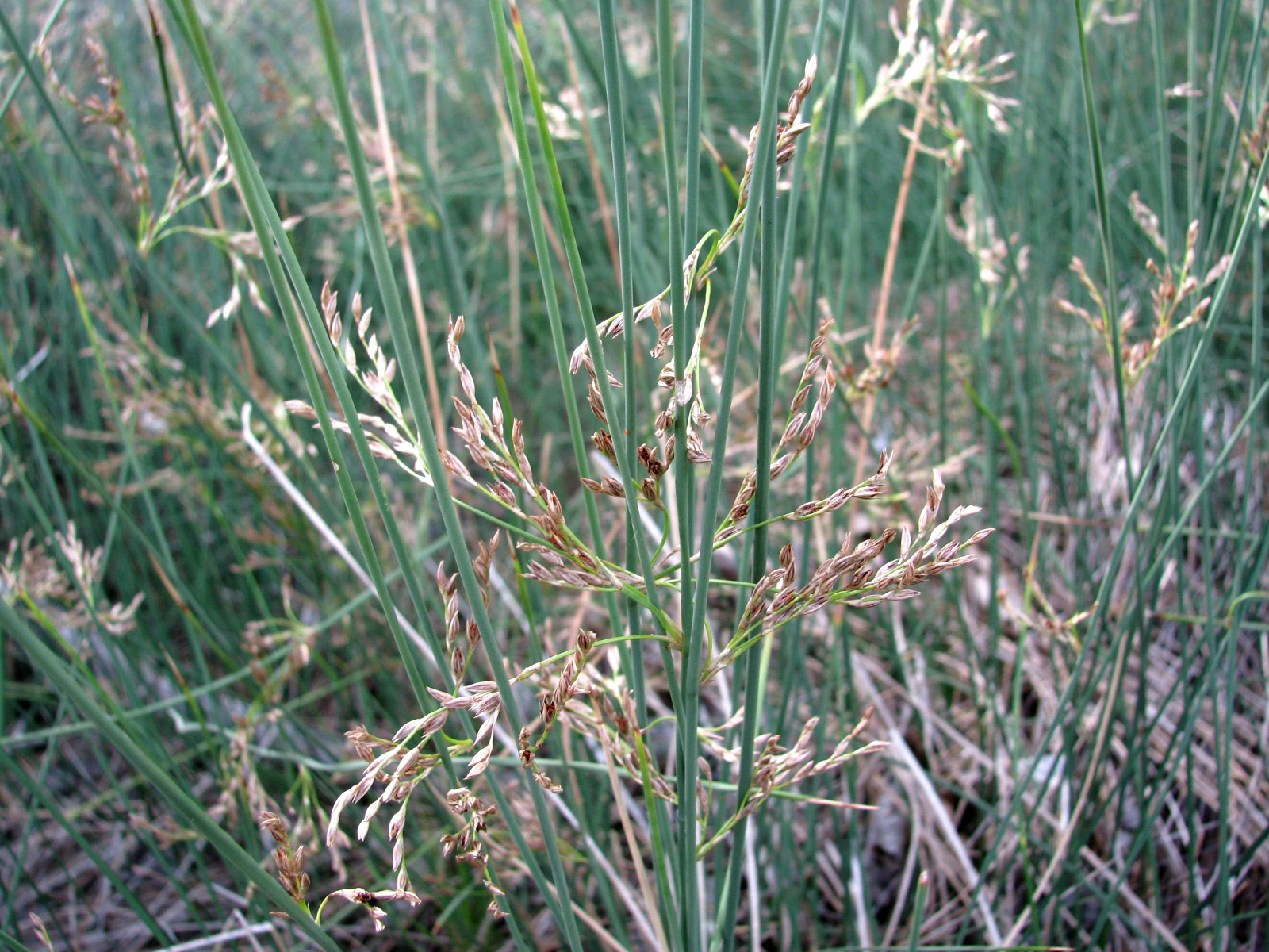 Growth habit: a cluster of rushes