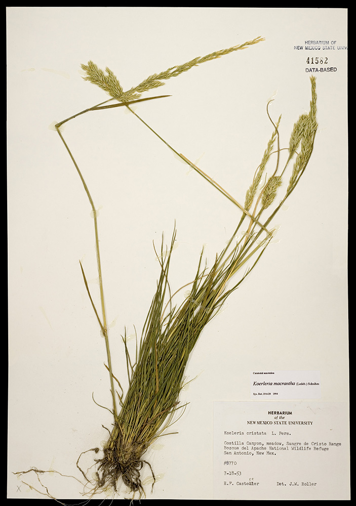 Herbarium specimen showing seedheads, leaves, and roots