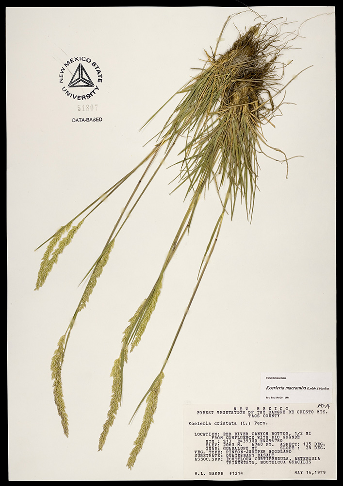 Herbarium specimen showing seedheads, leaves, and roots