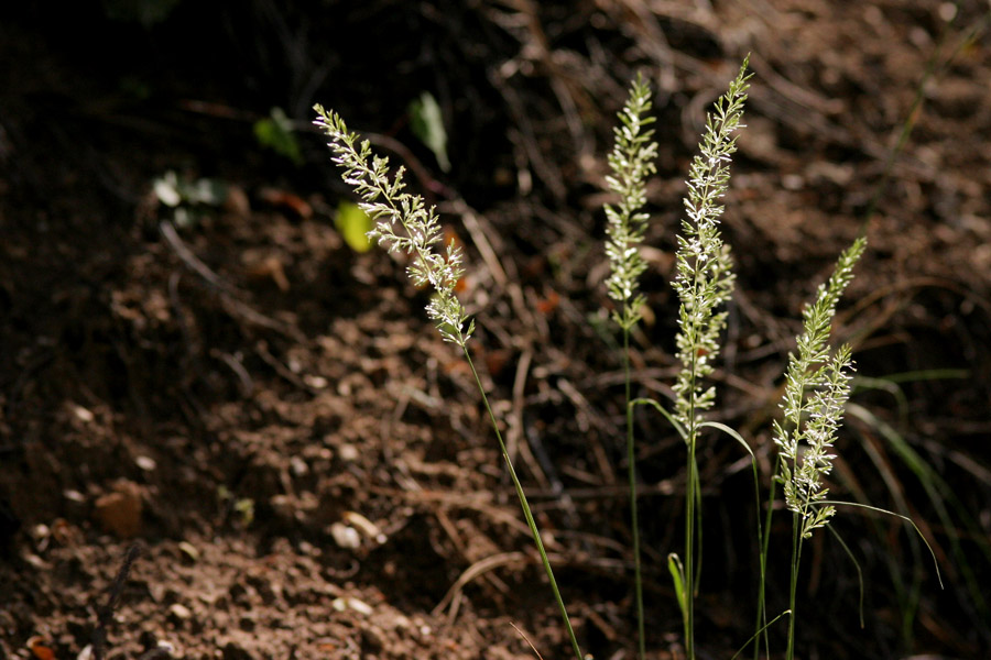 Feathery inflorescence